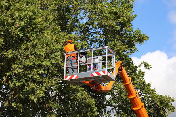 Best Tree Pruning Services  in Edmond, OK